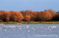 Doñana Flamingoes (Phoenicopterus roseus) in the evening light