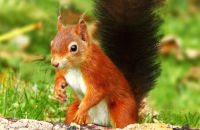 Red Squirrel (Sciurus vulgaris) 5