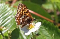 Duke of Burgundy (Hamearis lucina) 1