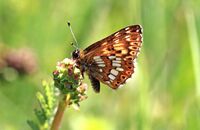 Duke of Burgundy (Hamearis lucina) 2