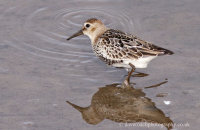 Dunlin (Calidris alpina) 2