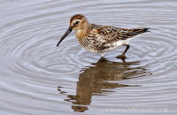 Dunlin (Calidris alpina) 1