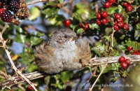 Dunnock resting in the sunshine (Prunella modularis)