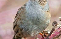 Dunnock singing (Prunella modularis) 1