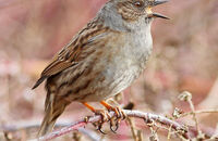 Dunnock singing (Prunella modularis) 2