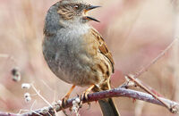 Dunnock singing (Prunella modularis) 3