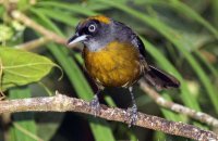 Dusky-faced Tanager (Mitrospingus cassinii)