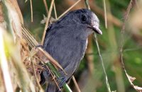 Dusky Antbird (Cercomacra tyrannina)