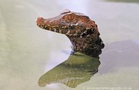 Dwarf Caiman, Cuvier's Smooth-fronted Caiman (Paleosuchus palpebrosus) 1