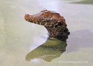 Crocodile Workshop (Natures Photos)