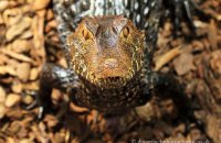 Dwarf Caiman, Cuvier's Smooth-fronted Caiman (Paleosuchus palpebrosus) 2 "Got anything for me...?"