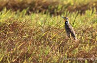 Eastern Meadowlark (Sturnella magna)