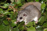 Edible Dormouse (Glis glis)