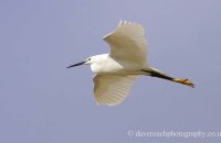 Little Egret (Egretta garzetta)