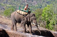 Elephant at Centrepoint, Bandhavgarh National Park