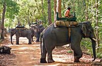 Elephant road block during a tiger alert, Bandhavgarh National Park
