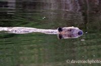 Eurasian Beaver (Castor fiber)