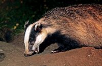 European Badger (Meles meles) 3