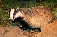 European Badger (Meles meles) 2