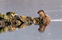 European Otter (Lutra lutra)