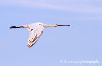 European Spoonbill (Platalea leucorodia) flying
