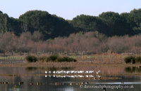 European Spoonbills (Platalea leucorodia) in the Doñana National Park