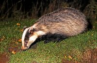 Europpean Badger (Meles meles) 1