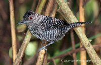 Fasciated Antshrike (Cymbilaimus lineatus) 1
