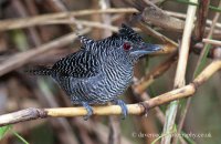 Fasciated Antshrike (Cymbilaimus lineatus) 2