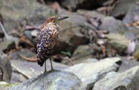 Fasciated Tiger-Heron (Tigrisoma fasciatum)