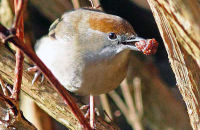Female Blackcap  (Sylvia atricapilla)  2. Eating sultanas