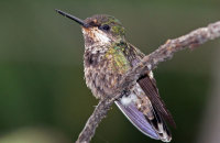 Festive Coquette (Lophornis chalybeus)