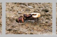 Fiddler Crab displaying (Uca tangeri) 2