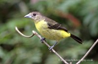 Flame-rumped Tanager (Ramphocelus flammigerus) female