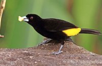 Flame-rumped Tanager (Ramphocelus flammigerus) male