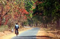 Flame trees near Bandhavgarh (Butea monosperma)