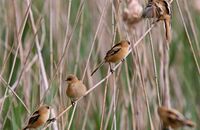 Bearded Reedling fledglings (C) 4