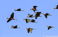 Flock of Glossy Ibis (Plegadis falcinellus) flying