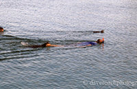 Follow that Penguin! Lucky snorkellers in a lagoon near to the Fisherman's Dock.