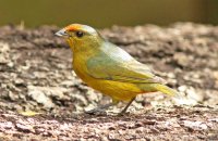 Fulvous-vented Euphonia (Euphonia fulvicrissa) female