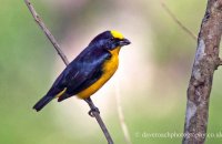 Fulvous-vented Euphonia (Euphonia fulvicrissa) male