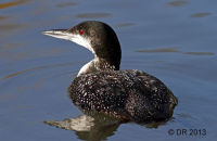 Great Northern Diver (Gavia immer) 2