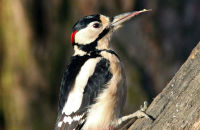 Great Spotted woodpecker (Dendrocopos major) (2)
