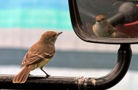 Galapagos Flycatcher (Myriarchus magnirostris) (2) Intrigued by its own refection