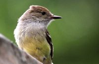 Galapagos Flycatcher (Myriarchus magnirostris) (1)