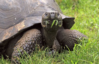 Galapagos Giant Tortoise (Geochelone spp.) (2). One of the local wild residents who turn up here for the lush grass.