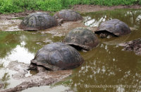 Galapagos Giant Tortoises  (Geochelone spp.) (3). Enjoying the mud wallow