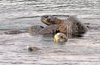 Galapagos Green Turtles (Chelonia mydas agassisi) (3)