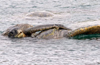 Galapagos Green Turtles (Chelonia mydas agassisi) (4). Good view of the male's claw, which he uses to hold on to the female.