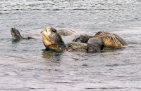 Galapagos Green Turtles (Chelonia mydas agassisi) (2). The female seen taking a breath.